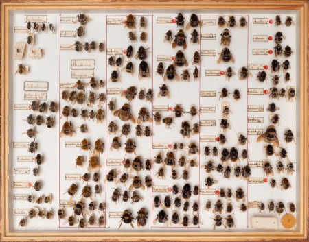 TQ1066-RP5013_18_Claudius_Schulze_Historische_Hummelsammlung_Entomologisch.s