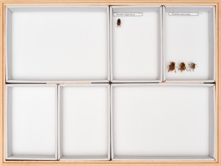 TQ1066-RP5033_18_Claudius_Schulze_Zeitgenossische_Hummelsammlung_Entomolog